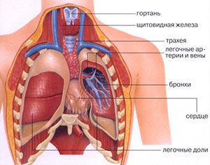 Органы грудной клетки - анатомическое фото
